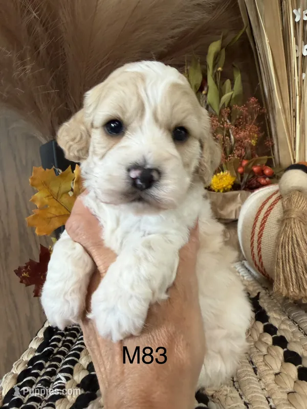 Oakley – Cockapoo puppy for sale in West Point, IA