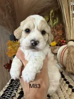 Oakley, a male Cockapoo for sale in West Point, IA – 1 of 8