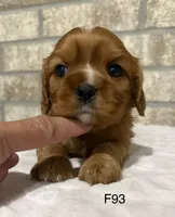 Lilly, a female Cavalier King Charles Spaniel for sale in West Point, IA – 8 of 10