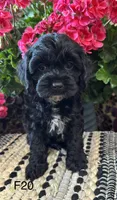 Lola, a female Cockapoo for sale in West Point, IA – 7 of 10