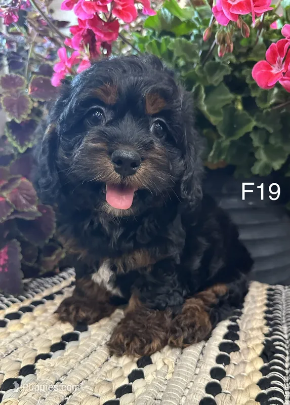 Bella – Cockapoo puppy for sale in West Point, IA