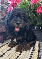 Bella, a female Cockapoo for sale in West Point, IA – 1 of 10
