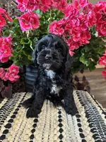 Lola, a female Cockapoo for sale in West Point, IA – 6 of 10