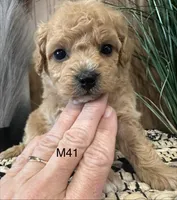 Oliver, a female Maltipoo for sale in West Point, IA – Photo 9 of 10