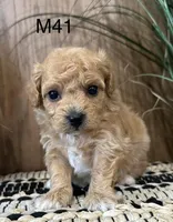 Oliver, a female Maltipoo for sale in West Point, IA – Photo 2 of 10