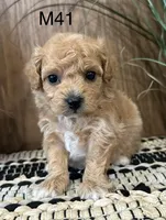 Oliver, a female Maltipoo for sale in West Point, IA – Photo 4 of 10