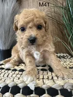 Oliver, a female Maltipoo for sale in West Point, IA – Photo 8 of 10