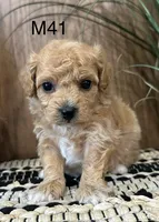 Oliver, a female Maltipoo for sale in West Point, IA – Photo 3 of 10