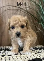 Oliver, a female Maltipoo for sale in West Point, IA – Photo 5 of 10