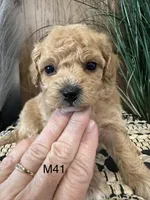 Oliver, a female Maltipoo for sale in West Point, IA – Photo 7 of 10