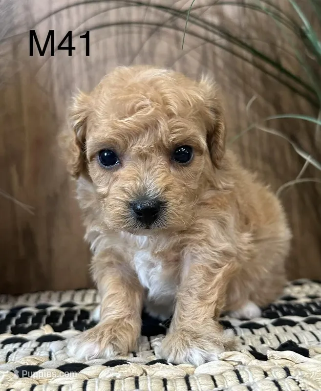 Oliver – Maltipoo puppy for sale in West Point, IA