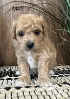 Oliver, a female Maltipoo for sale in West Point, IA – Photo 6 of 10