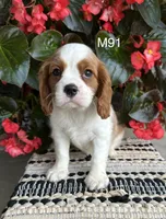 Cooper, a male Cavalier King Charles Spaniel for sale in West Point, IA – 2 of 10
