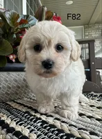 Molly , a female Maltipoo for sale in West Point, IA – 2 of 9