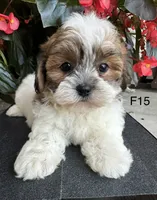 Nina, a female Maltipoo for sale in West Point, IA – 8 of 10