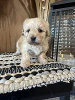 Lilly , a female Maltipoo for sale in West Point, IA – Photo 8 of 9