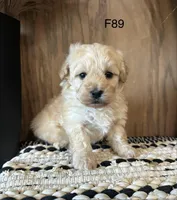 Lilly , a female Maltipoo for sale in West Point, IA – Photo 5 of 9