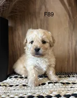 Lilly , a female Maltipoo for sale in West Point, IA – Photo 3 of 9