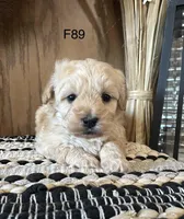 Lilly , a female Maltipoo for sale in West Point, IA – Photo 4 of 9