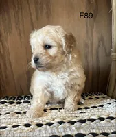 Lilly , a female Maltipoo for sale in West Point, IA – Photo 6 of 9