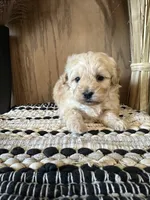 Lilly , a female Maltipoo for sale in West Point, IA – Photo 7 of 9