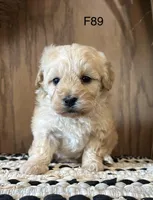 Lilly , a female Maltipoo for sale in West Point, IA – Photo 1 of 9