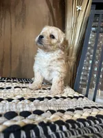 Lilly , a female Maltipoo for sale in West Point, IA – Photo 9 of 9