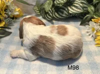 Milo, a male Cavalier King Charles Spaniel for sale in West Point, IA – 5 of 8