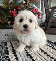 Molly , a female Maltipoo for sale in West Point, IA – 9 of 9