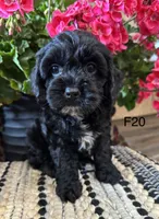 Lola, a female Cockapoo for sale in West Point, IA – 10 of 10