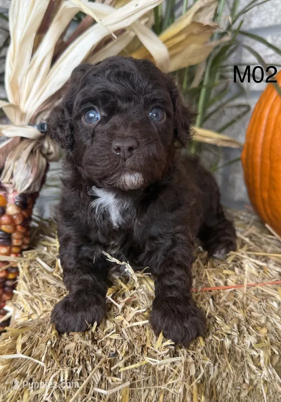 Winston  – Poodle - Miniature  puppy for sale in West Point, IA