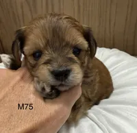 Blaze, a male Yorkipoo for sale in West Point, IA – 2 of 10