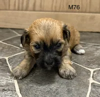 Zuke, a male Yorkipoo for sale in West Point, IA – 8 of 10