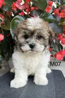 Leo, a male Maltipoo for sale in West Point, IA – 2 of 10