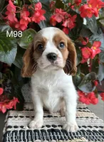 Milo, a male Cavalier King Charles Spaniel for sale in West Point, IA – 6 of 9