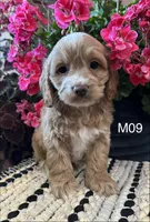 Bentley , a male Cockapoo for sale in West Point, IA – 9 of 10