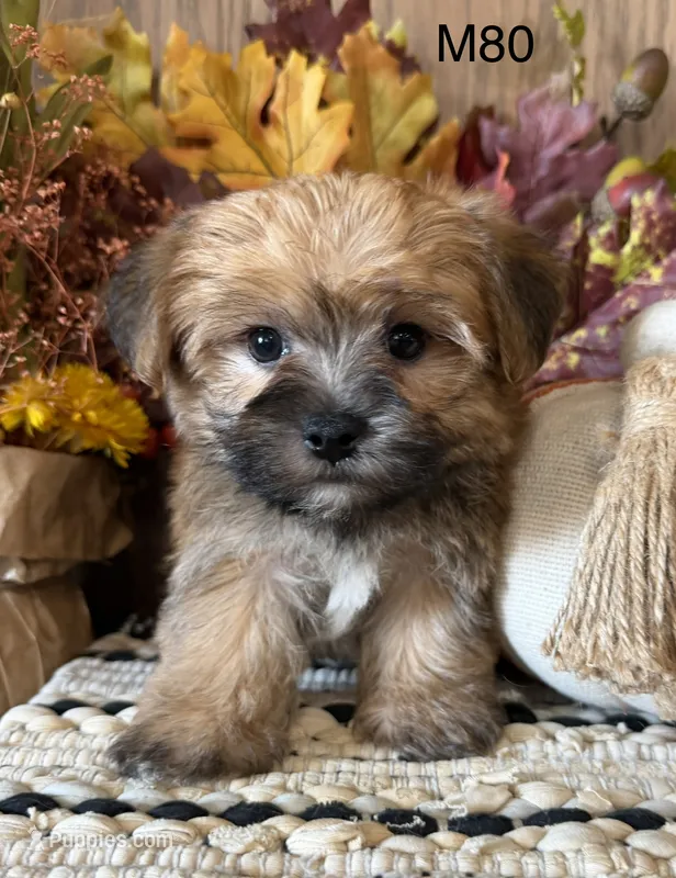 Rocky – Yorkipoo puppy for sale in West Point, IA