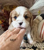 Cooper , a male Cavalier King Charles Spaniel for sale in West Point, IA – 7 of 10