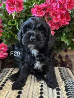 Lola, a female Cockapoo for sale in West Point, IA – 2 of 10
