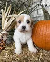 Hunter, a male Cockapoo for sale in West Point, IA – 10 of 10
