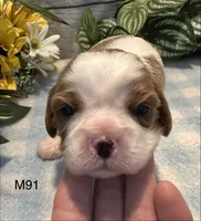 Cooper, a male Cavalier King Charles Spaniel for sale in West Point, IA – 2 of 8