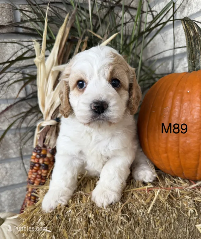 Kayce – Cockapoo puppy for sale in West Point, IA