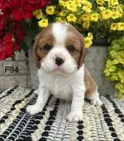 Daisy , a female Cavalier King Charles Spaniel for sale in West Point, IA – 3 of 9