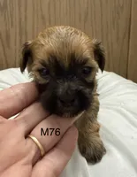 Zuke, a male Yorkipoo for sale in West Point, IA – 2 of 10