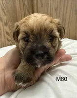 Rocky, a male Yorkipoo for sale in West Point, IA – 8 of 10