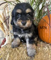 Duke, a male Cockapoo for sale in West Point, IA – 2 of 10