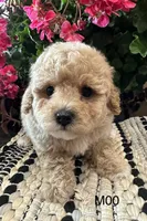 Duke, a male Maltipoo for sale in West Point, IA – 7 of 10