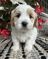 Bailey , a female Cavachon for sale in West Point, IA – 3 of 9