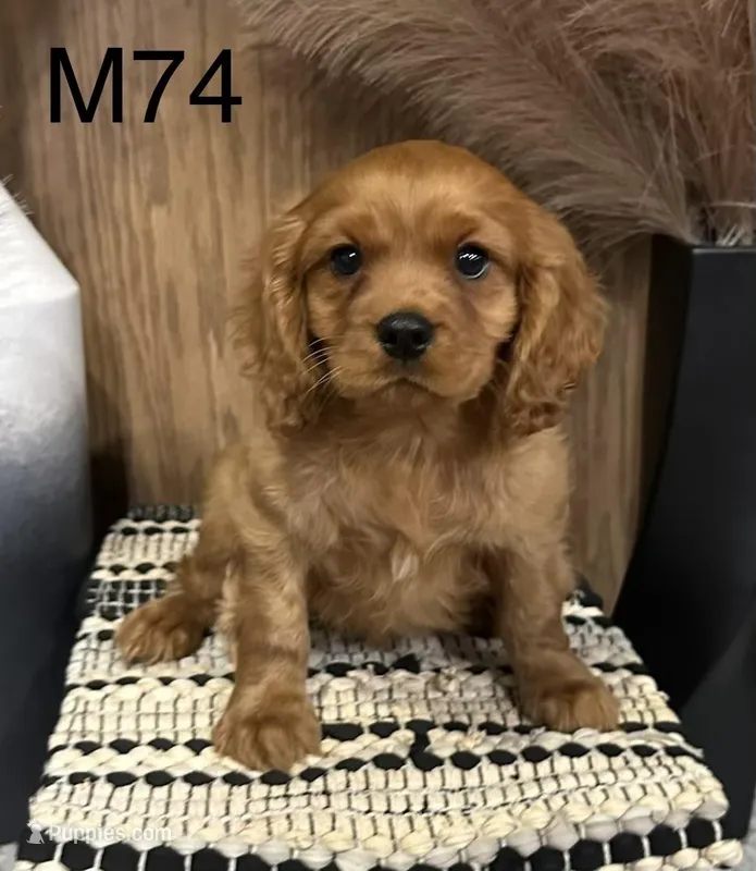 Winston  – Cavalier King Charles Spaniel puppy for sale in West Point, IA