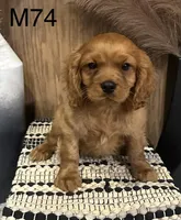 Winston , a male Cavalier King Charles Spaniel for sale in West Point, IA – Photo 3 of 10